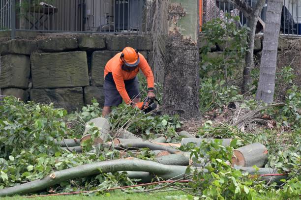 Professional Tree Service in Marion, VA